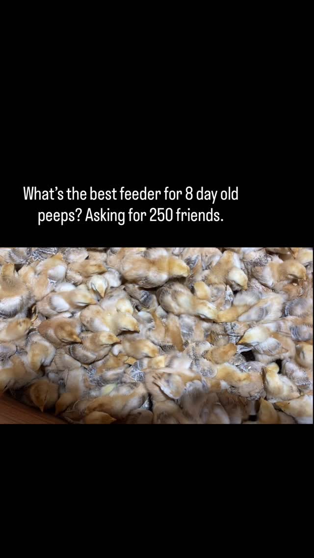 The best feeder for 8 day old chicks?