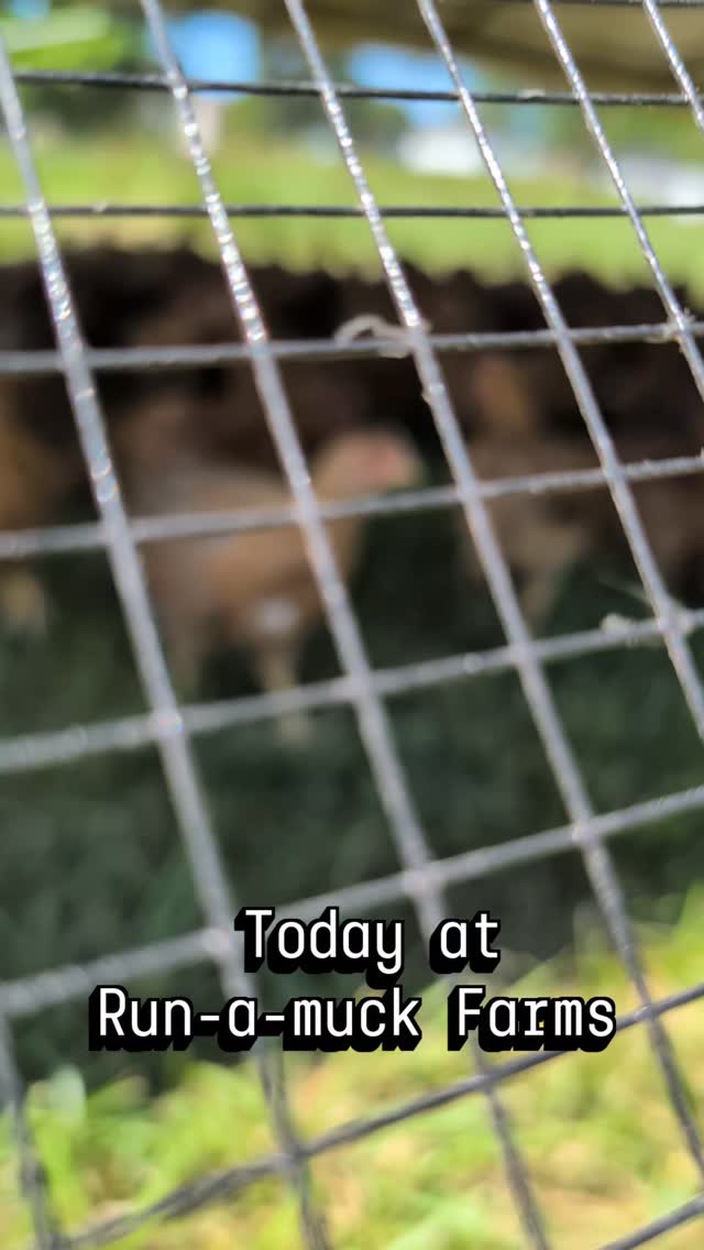 today everything's running a little a muck