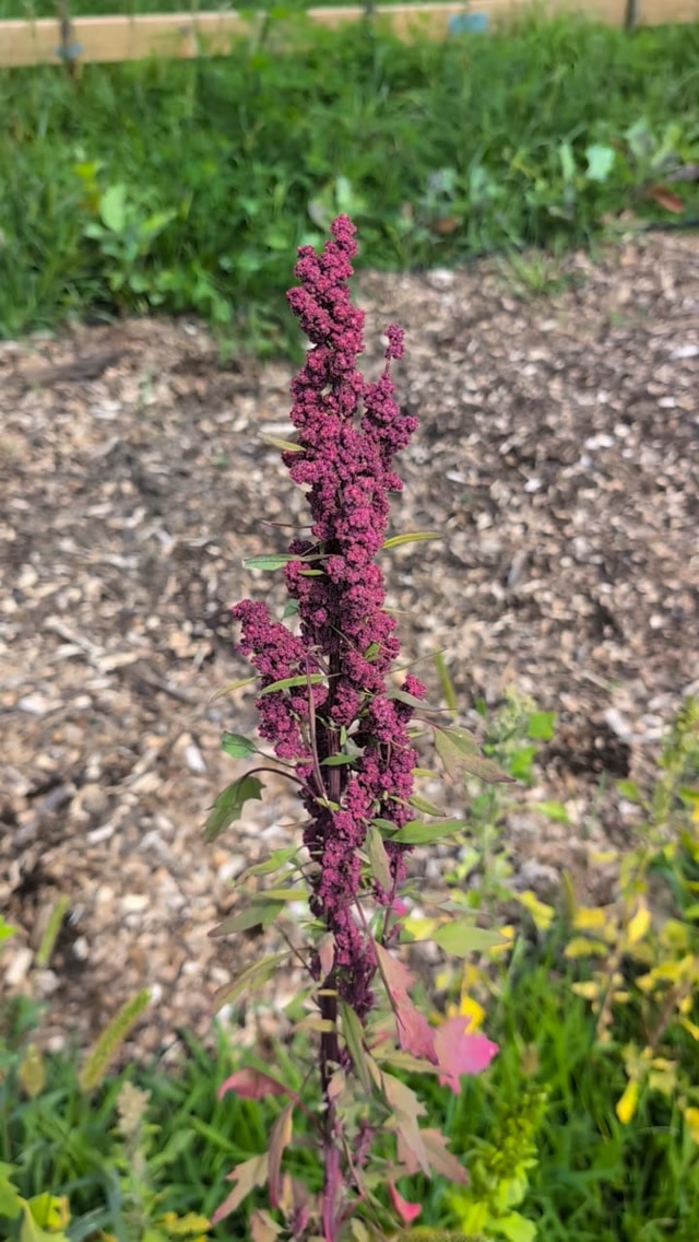 Quinoa from @experimentalfarmnetwork
